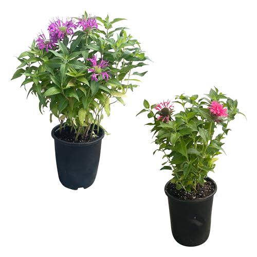 Live Flowering Bee Balm - Assorted Colors (2 Plants Per Pack), Pollinator - Attracts Butterflies, 10" Tall by 4" Wide in 1 Qt Pot