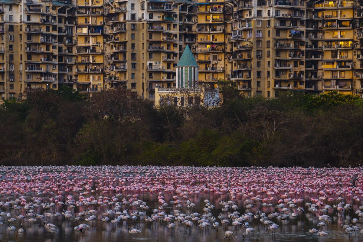 Flamingos amid city backdrop.