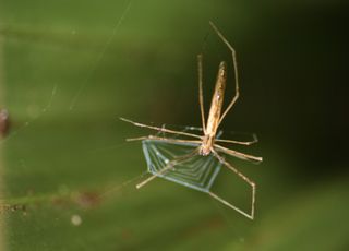 Net-casting spiders build A-shaped webs to catch prey.