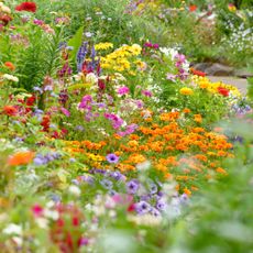 colorful flowers growing abundantly in a garden border