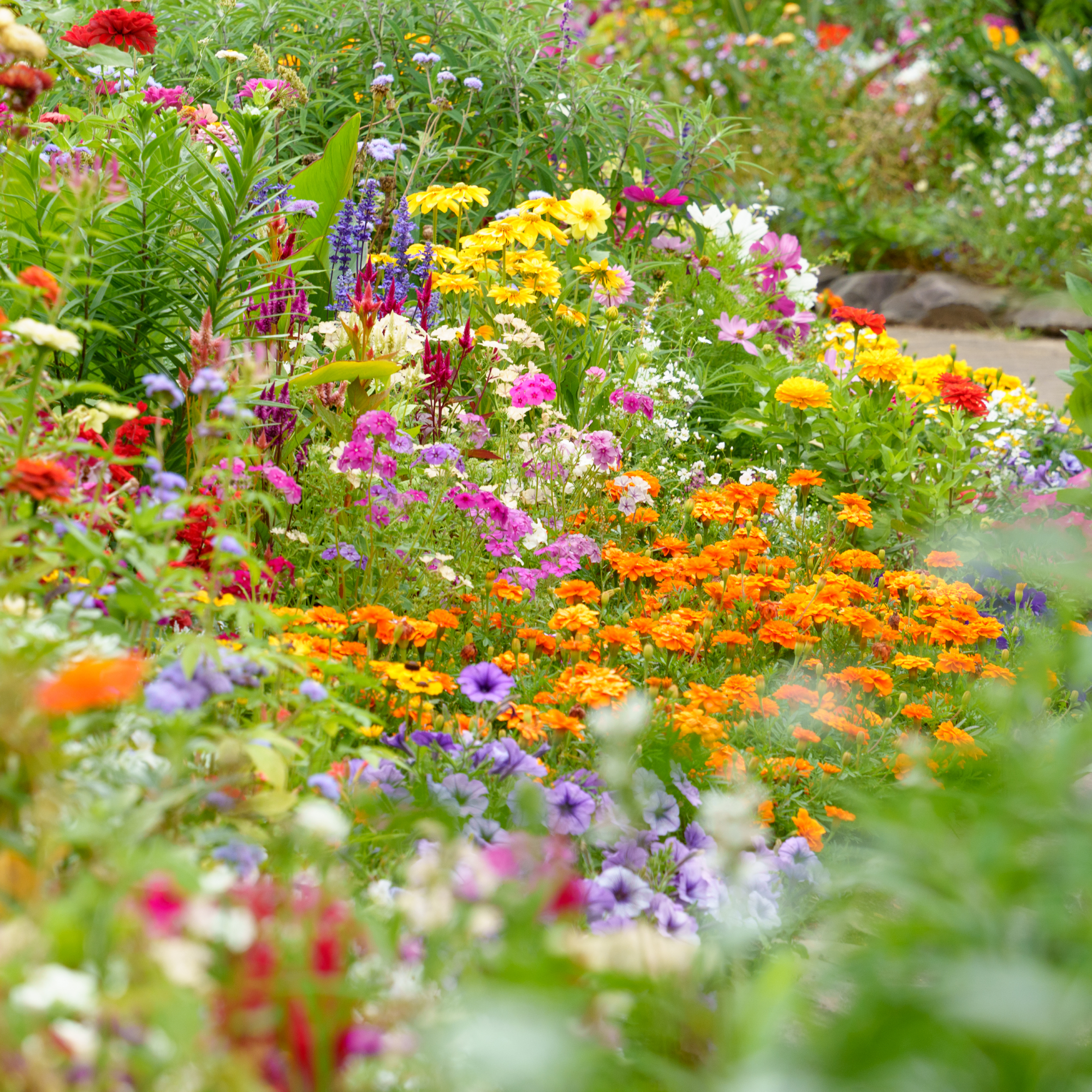 colorful flowers growing abundantly in a garden border