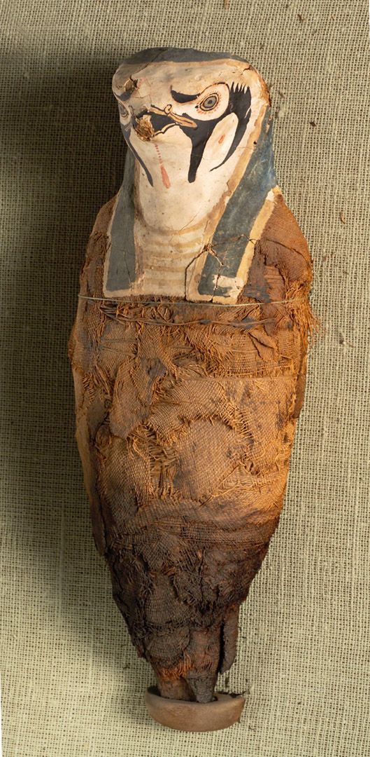The mummy of the falcon-headed deity Horus.