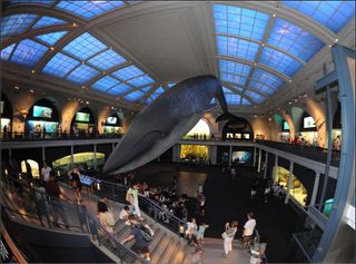 Just hanging around a museum can be dirty work — just ask the American Museum of Natural History's blue whale model, which is about to get its annual cleaning.