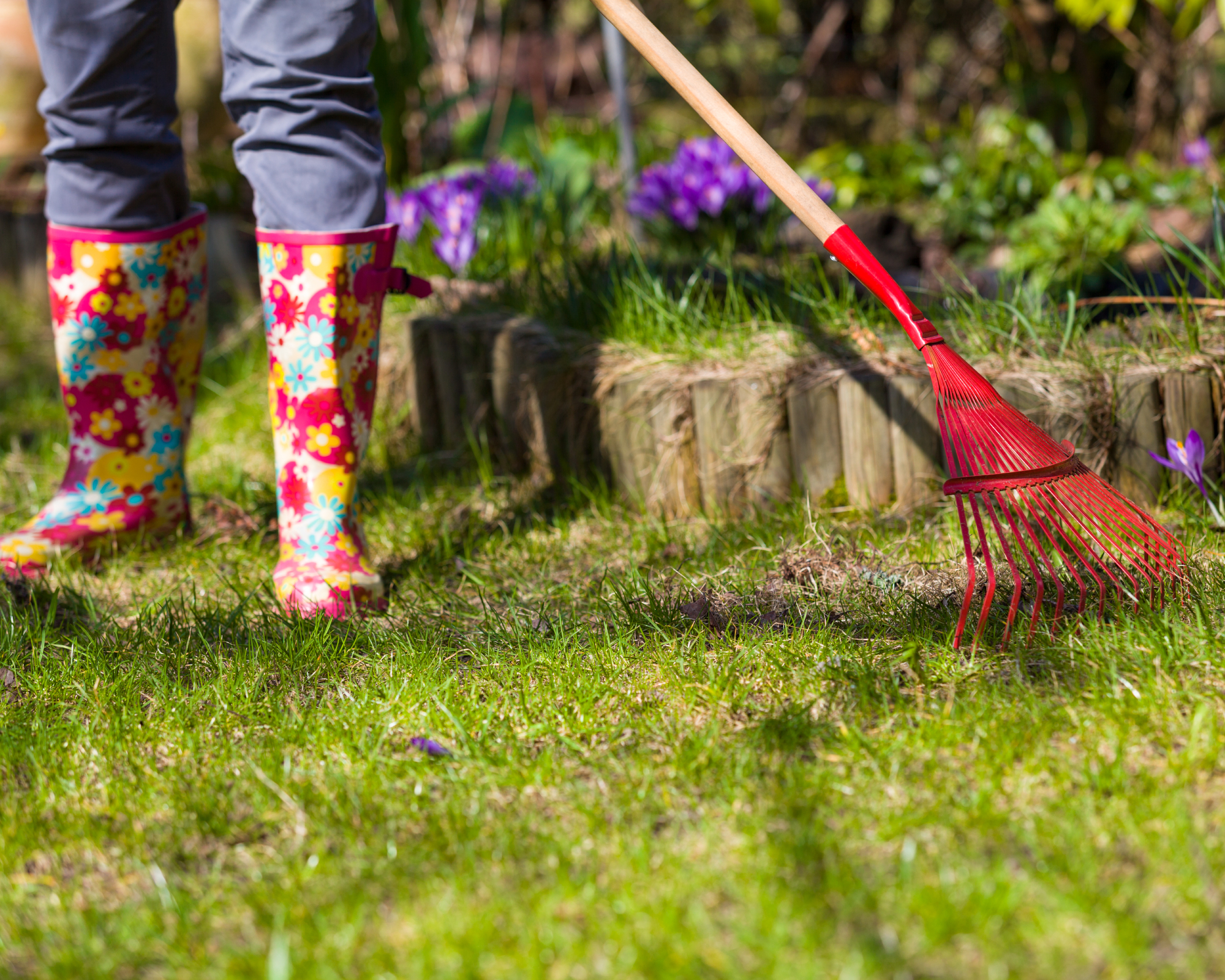 woman in bright wellies using rake to dethatch lawn of moss