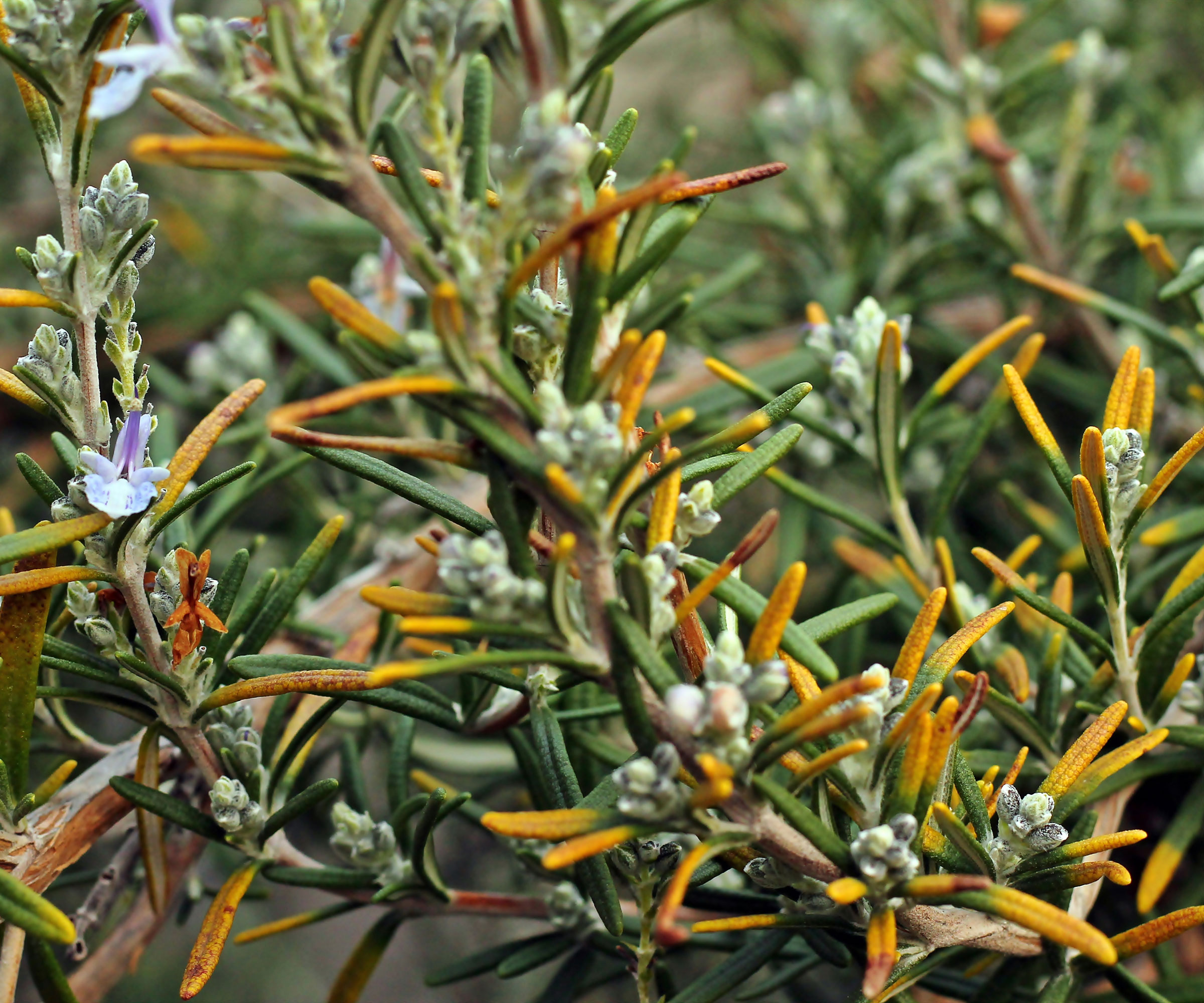 rosemary plant with yellow and brown tips due to spider mites