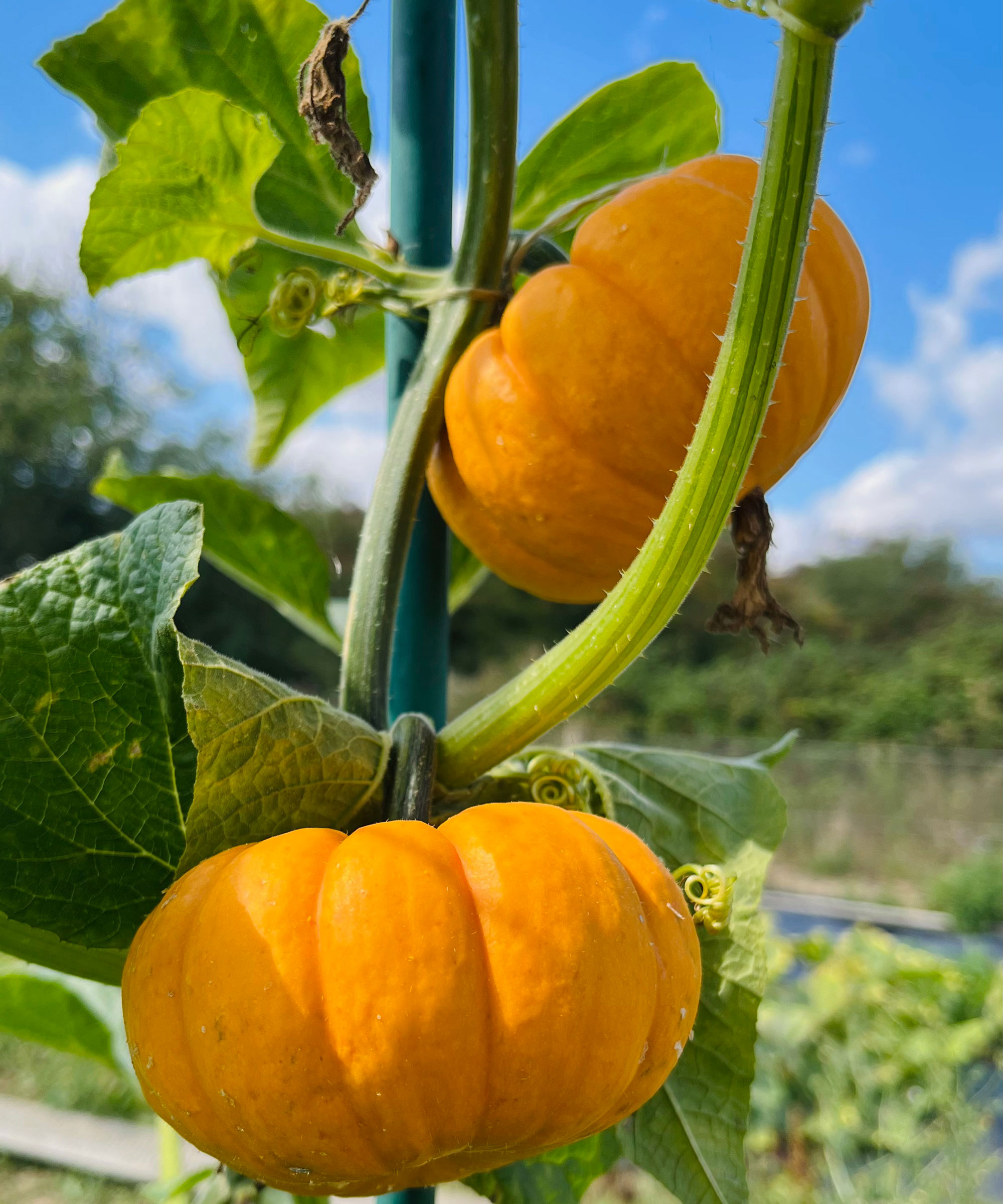 yellow winter squash growing up a support