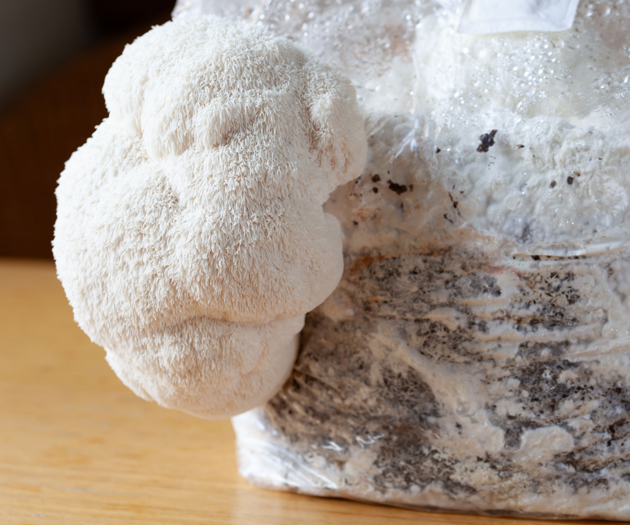 lions mane mushroom growing
