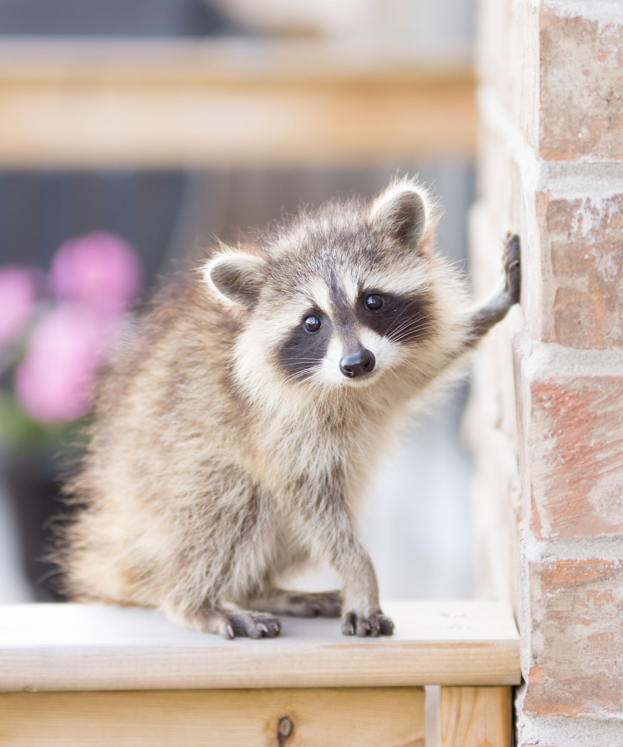 Racoon next to wall