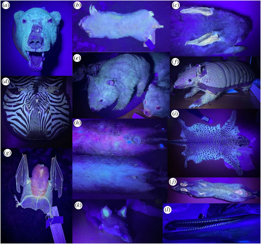 Loads of mammals — including cats — glow under UV light, but we don't