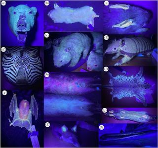 composite image showing a range of mammals glowing under UV light