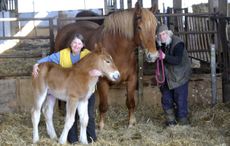 Sandy-and-Tom-Walne-with-the-week-old-Suffolk-Punch-foal-Whitton-Wild-Heather-and-mother-Whitton-Daisy-at-Hill-Farm-Akenham-Ipswich.jpg