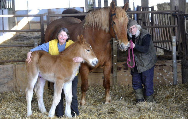 Sandy-and-Tom-Walne-with-the-week-old-Suffolk-Punch-foal-Whitton-Wild-Heather-and-mother-Whitton-Daisy-at-Hill-Farm-Akenham-Ipswich.jpg