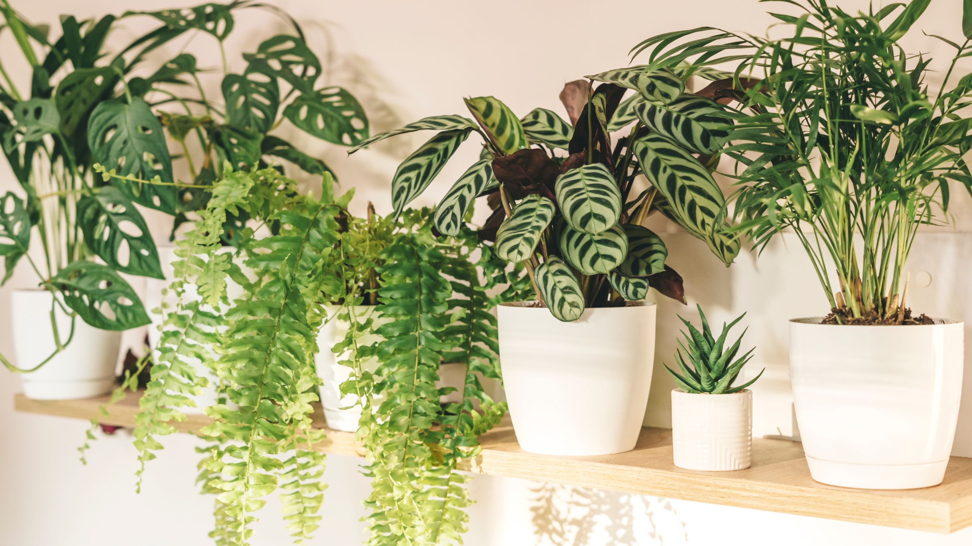houseplants on shelf 