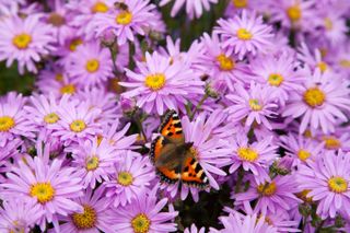 aster flowers with butterfly