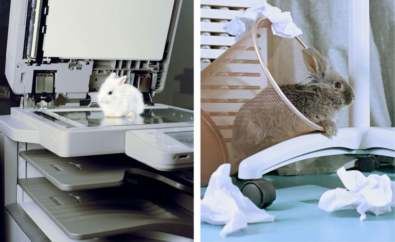 Nicolas Haeni’s bunny-meets-office photography series | Wallpaper*