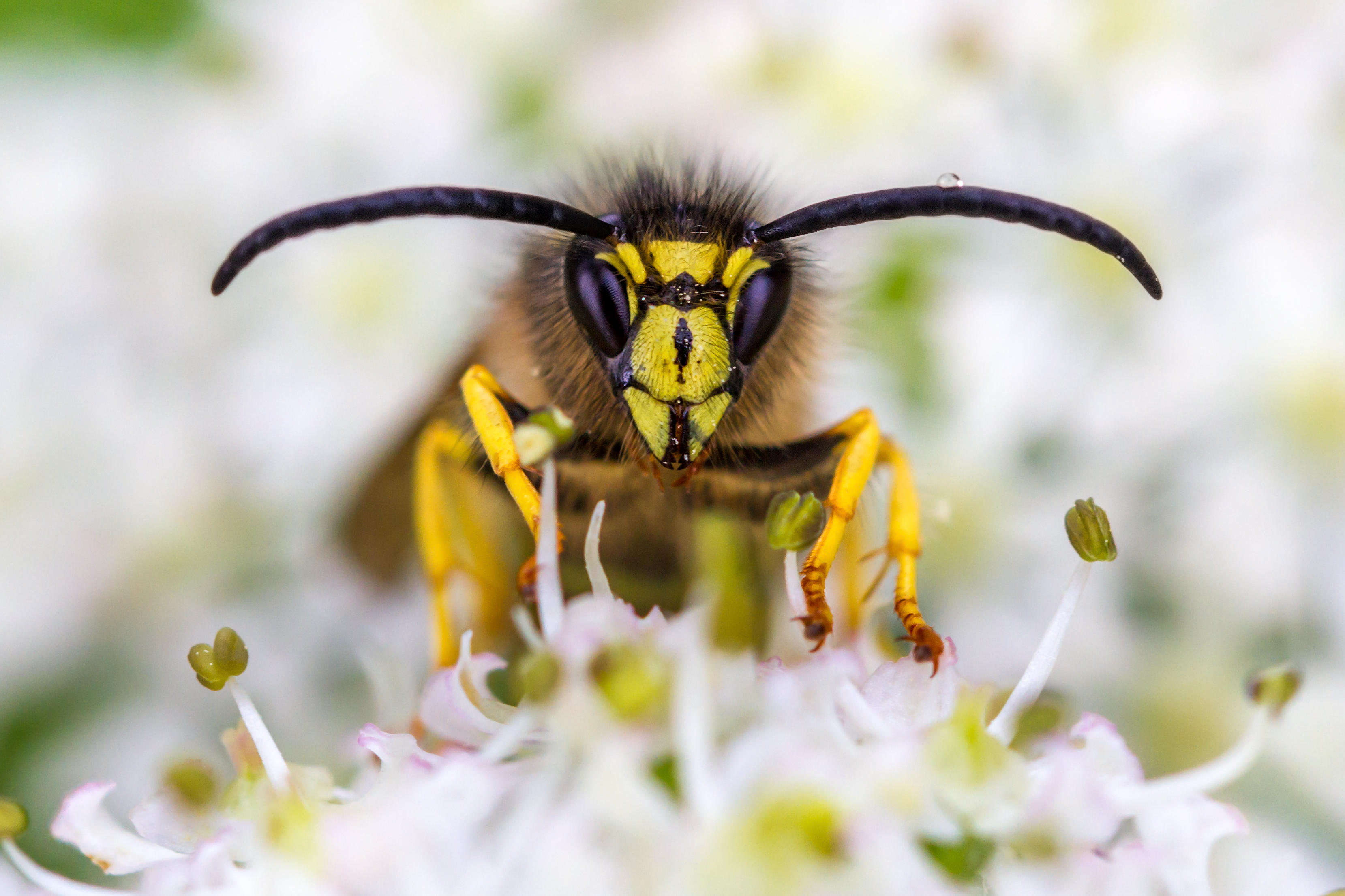 Close-up of a wasp on hedgerow blossom in Yorkshire