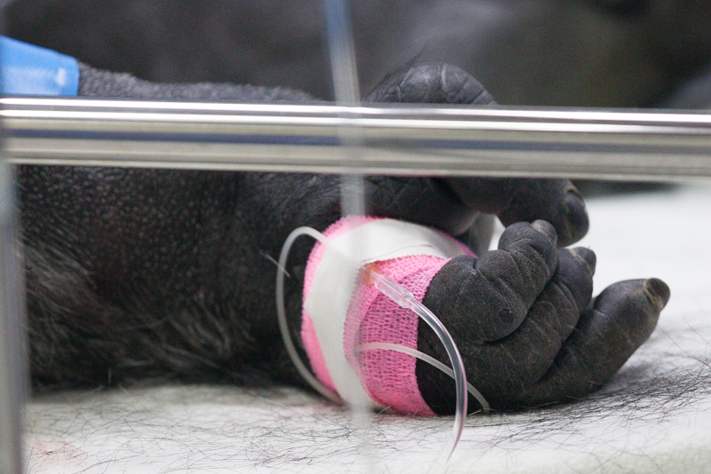 gorilla hand