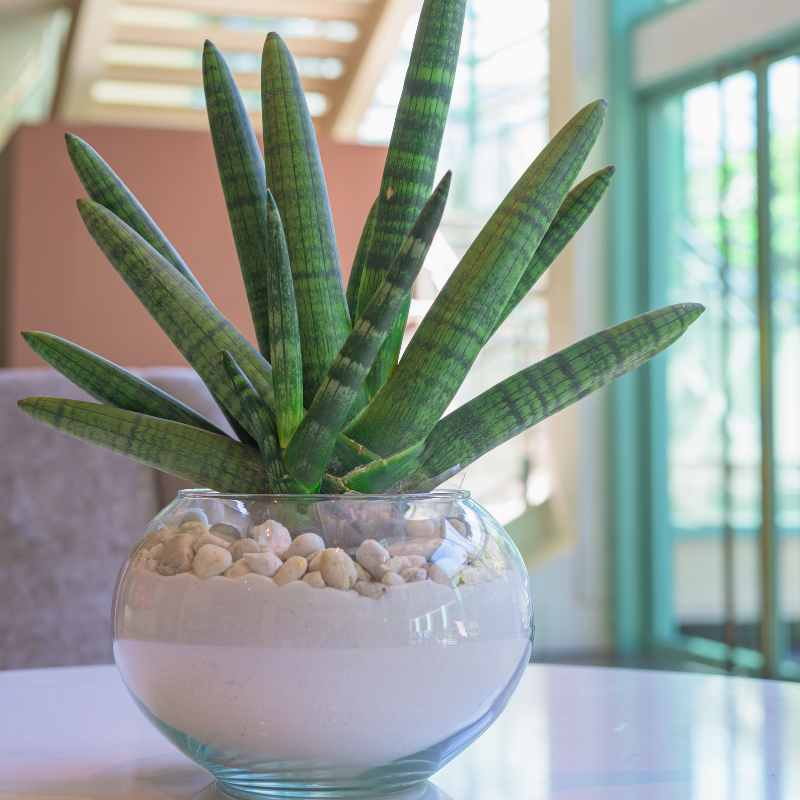 Starfish Snake Plant