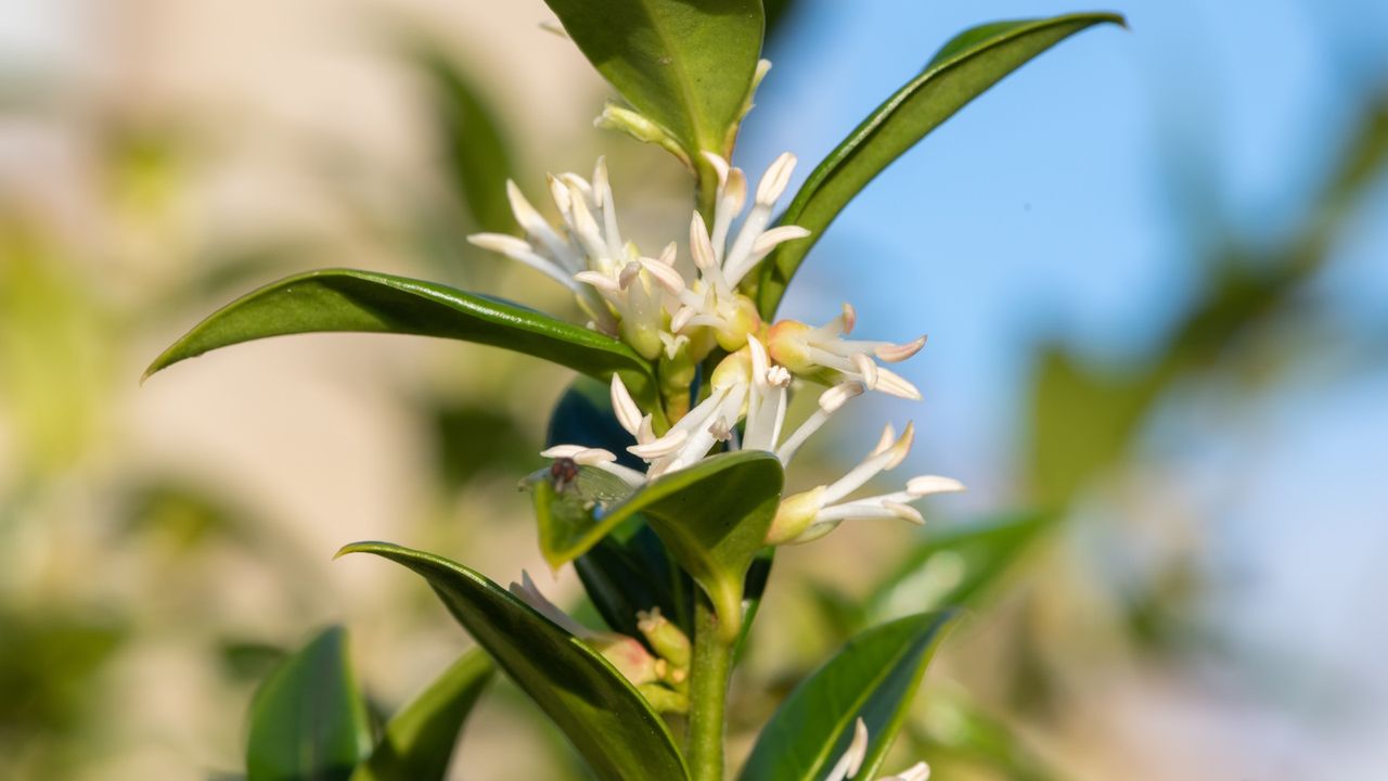 Sweet box, or Sarcococca, with green foliage and white flowers in a sunny garden