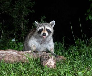 A raccoon at night