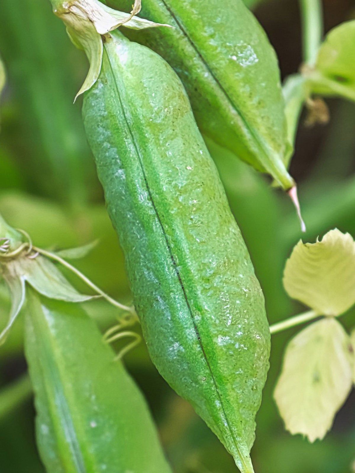 Green Pea Plant Leaves Yellowing