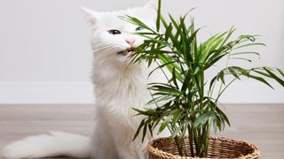 Cat nibbling on cat palm plant