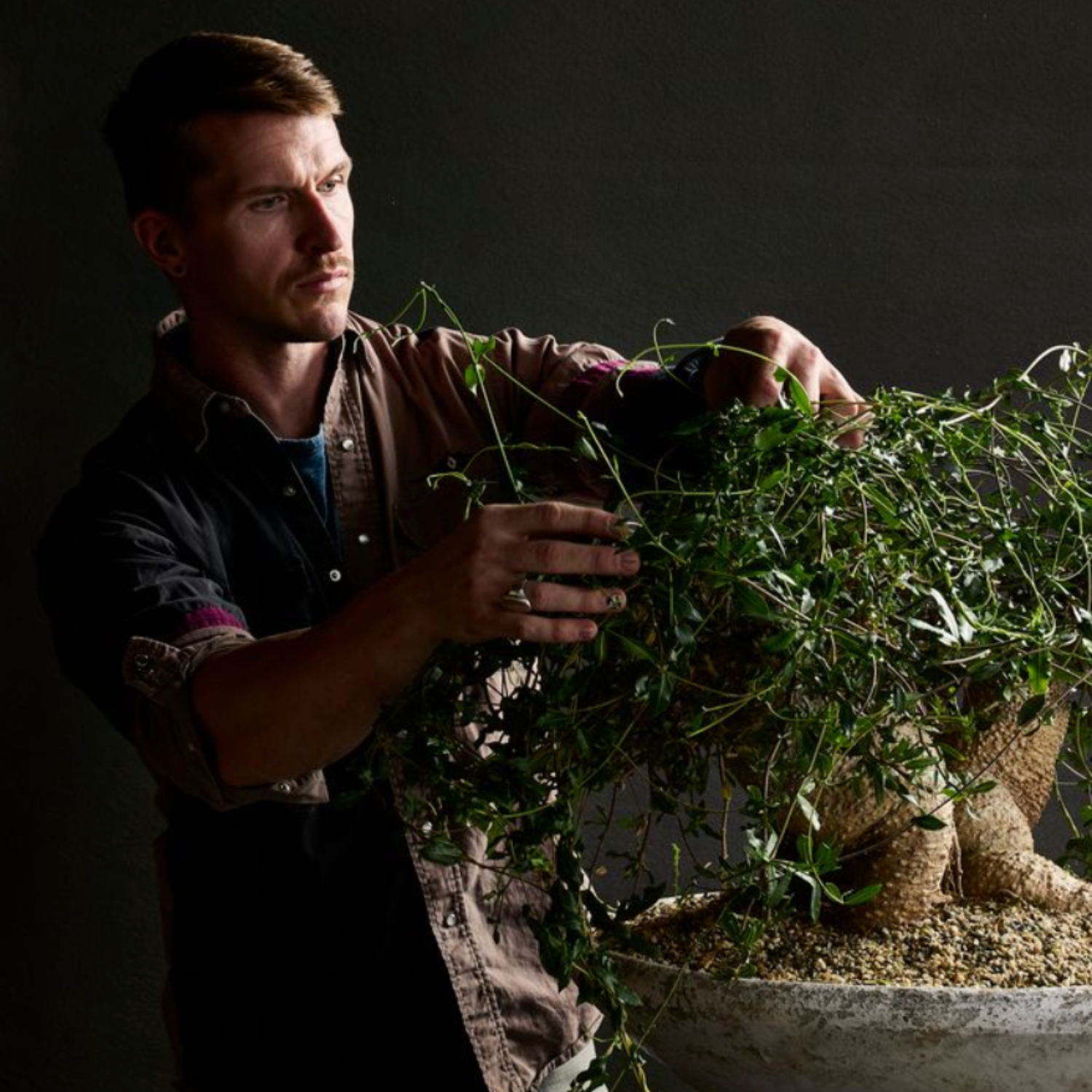 A man styling a trailing plant