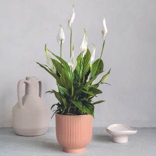 peace lily in pink pot against grey background