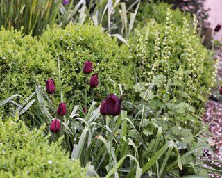 A front garden with dense planting including dark maroon tulips.