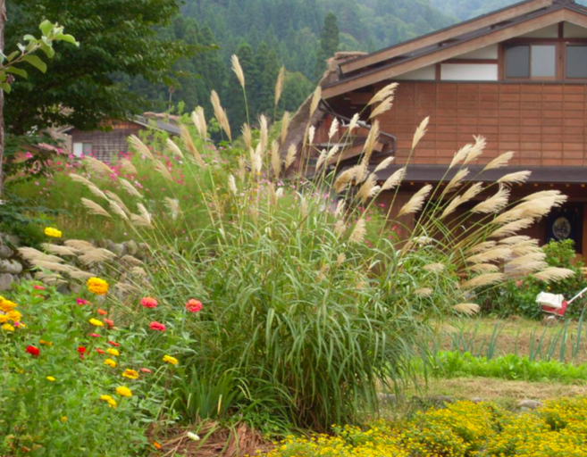 ornamental grass