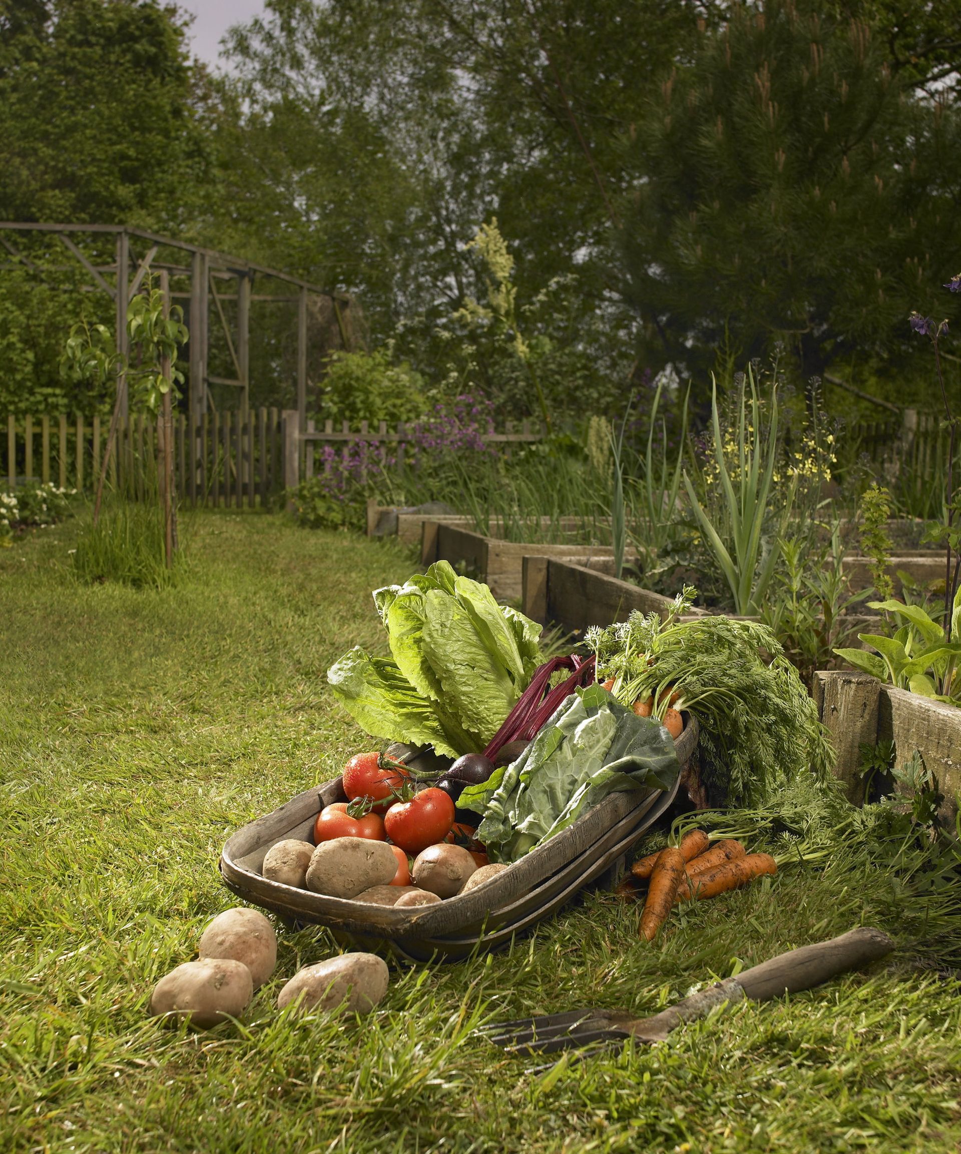 A basket of fresh produce in a vegetable garden