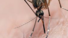 an extreme close-up shot of a mosquito biting into a person's skin