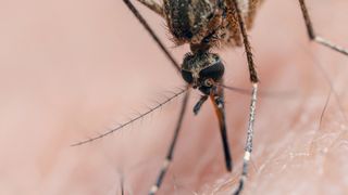 an extreme close-up shot of a mosquito biting into a person's skin