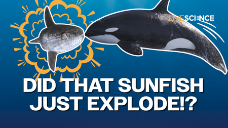 Composite of an orca smashing into a sunfish