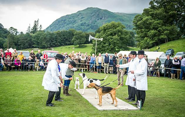 Judges preside over the supreme show championship, choosing between the champions from each of the terrier, beagle, harrier and Fellhound rings