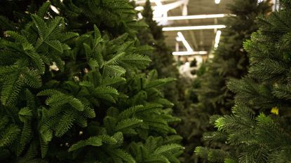 Realistic christmas trees in rows in a store