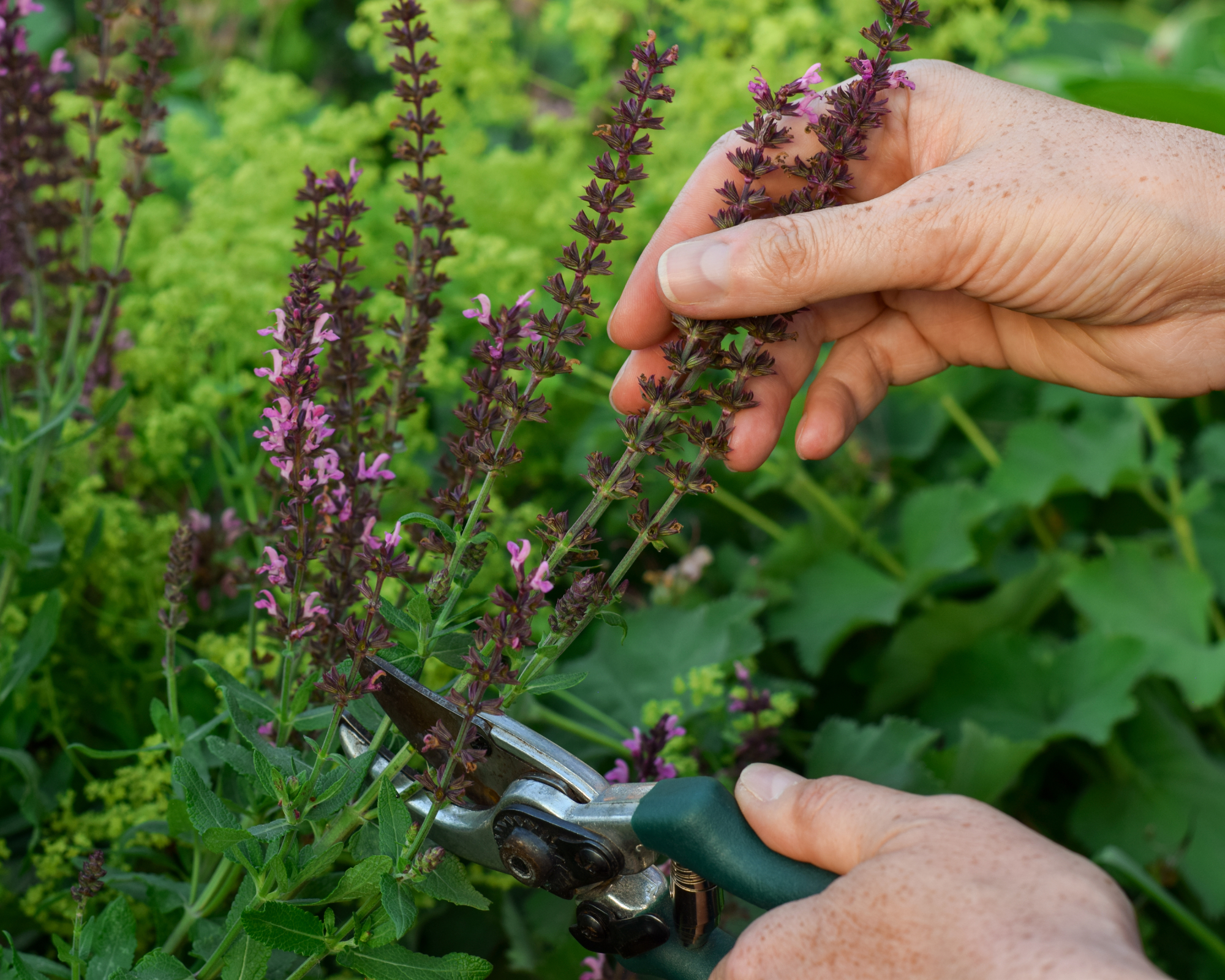Closeup woman's hands cutting down faded Salvia blooms in a summer perennial garden