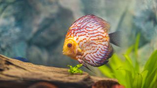 Checkerboard discus