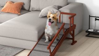 A white and tan corgi sat on a dog ramp next to a grey sofa
