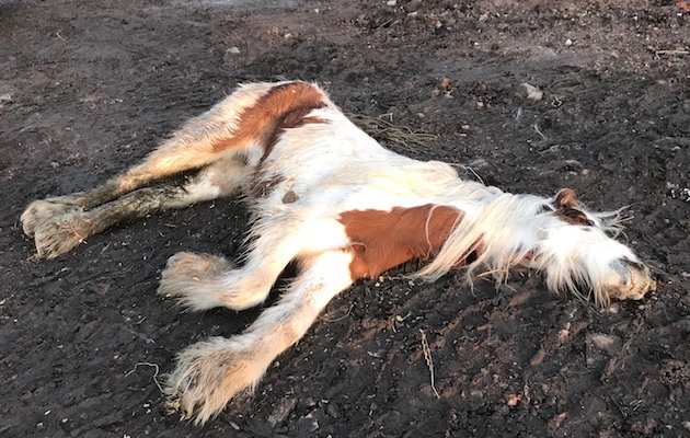 Dead filly