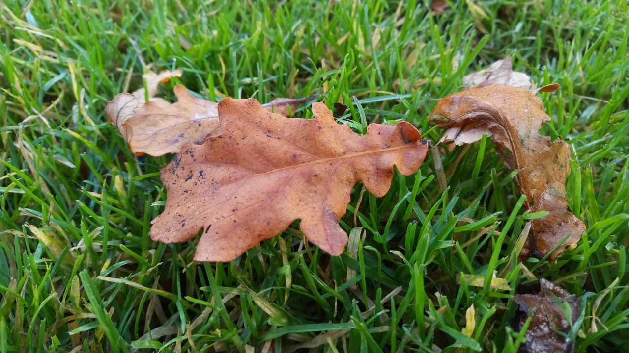 The contrast between the grass and leaf in this shot showcases the excellent colour capture.