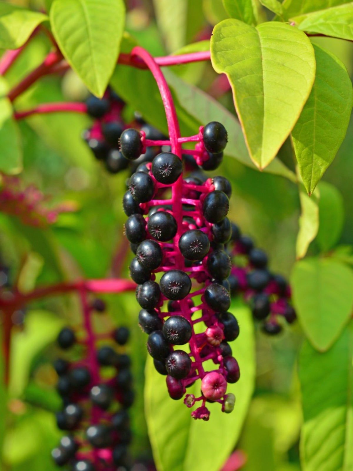 Blue Berried Red Vined Pokeberry Plant