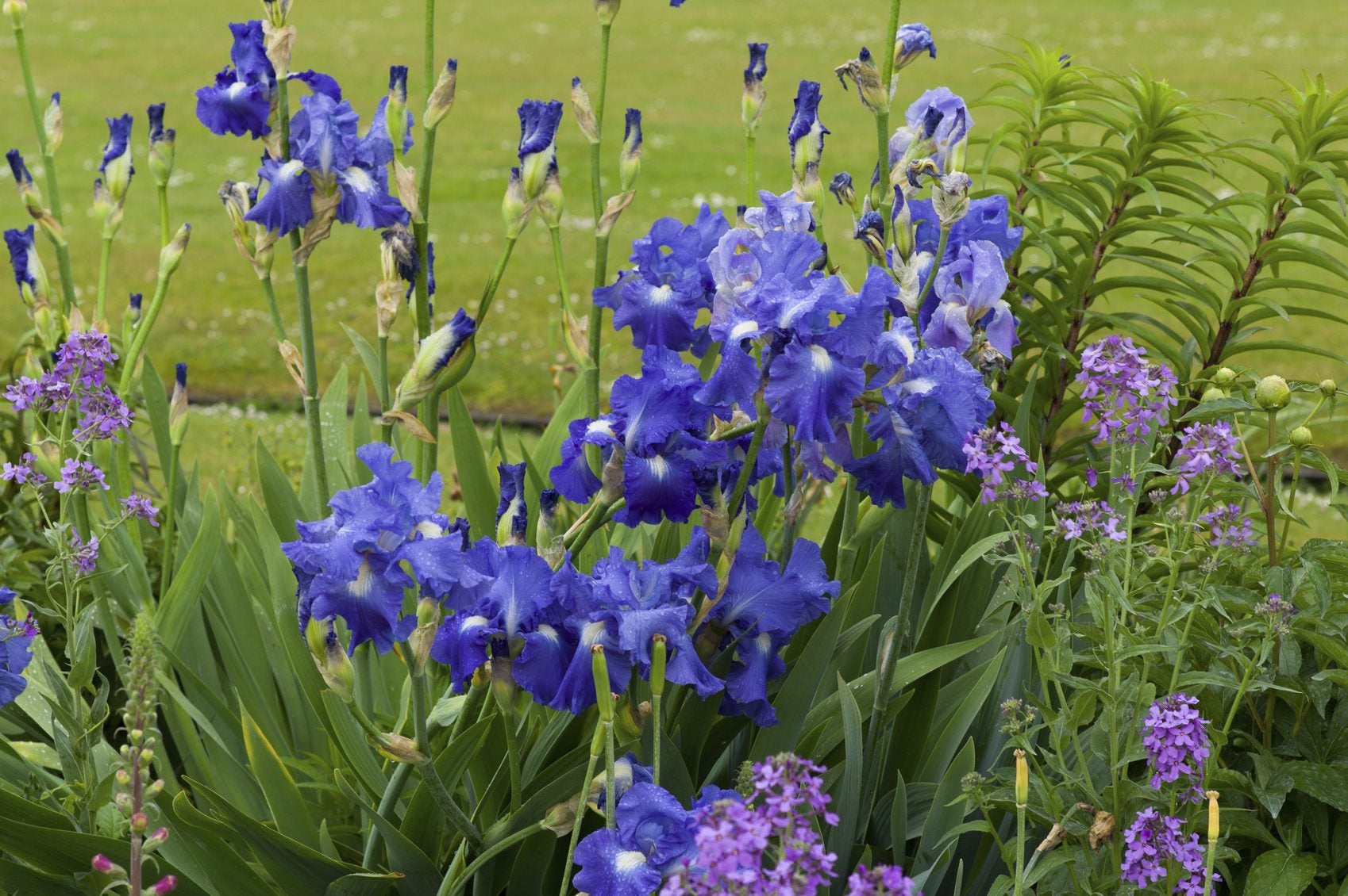 Good Companion Plants For Iris - Learn What Flowers To Plant With Iris |  Gardening Know How