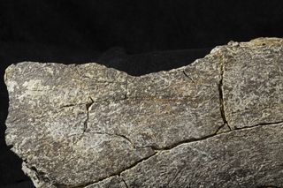 The surface of mastodon bone, showing a half-impact notch on a segment of femur.