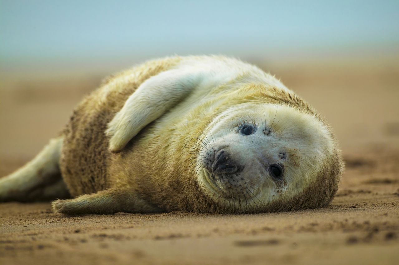It’s creatures great and small in the Country Life Quiz of the Day ...