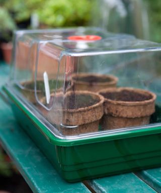 pots in propagator with lid