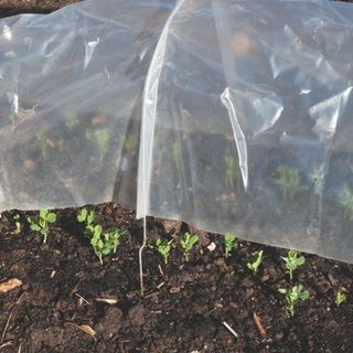 Pea seedlings growing under plastic cloche tunnel in garden