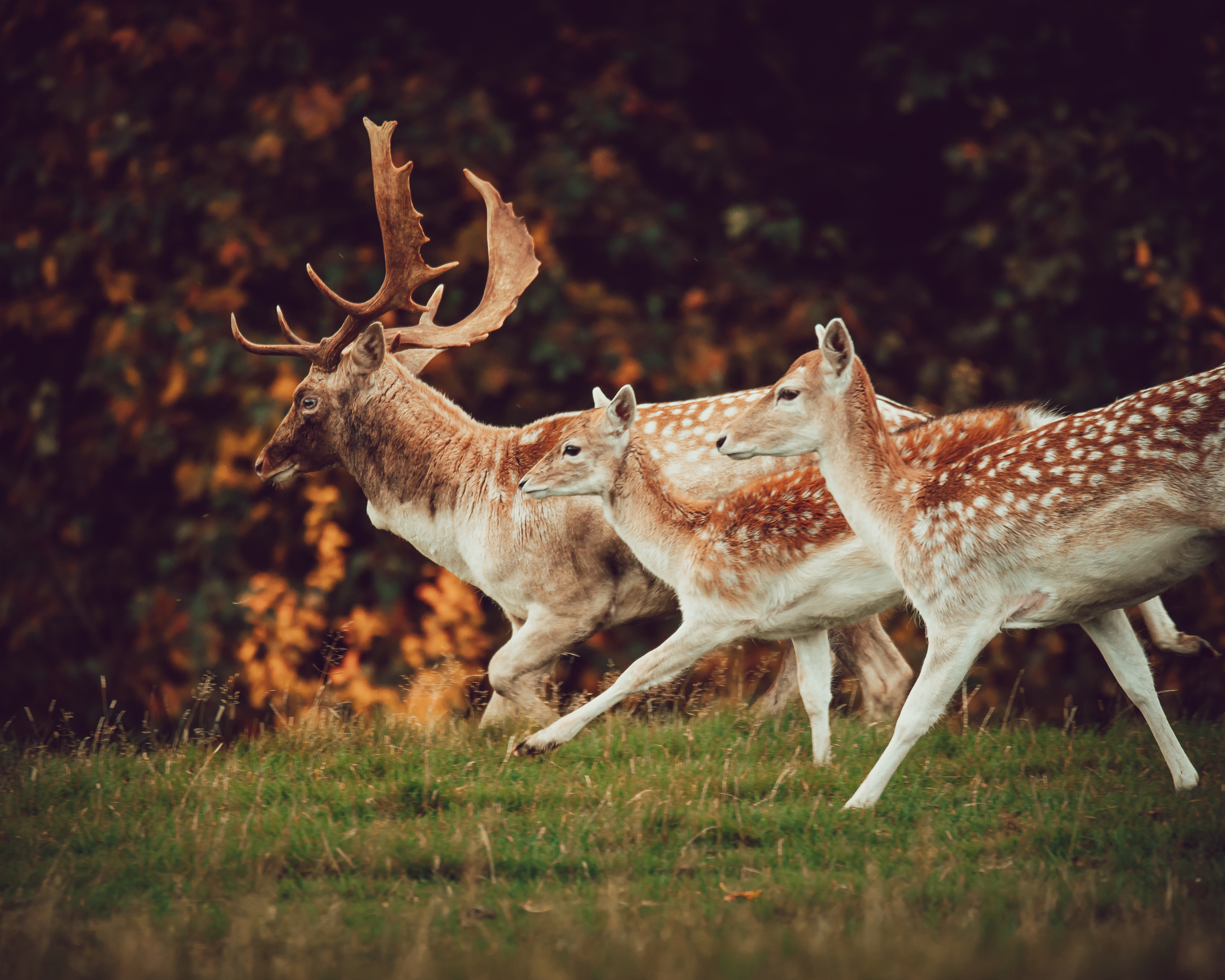 Photographing wildlife