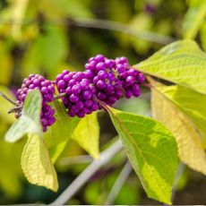 Close up of Beautyberry, Callicarpa, with purple berries that appear in the Fall.