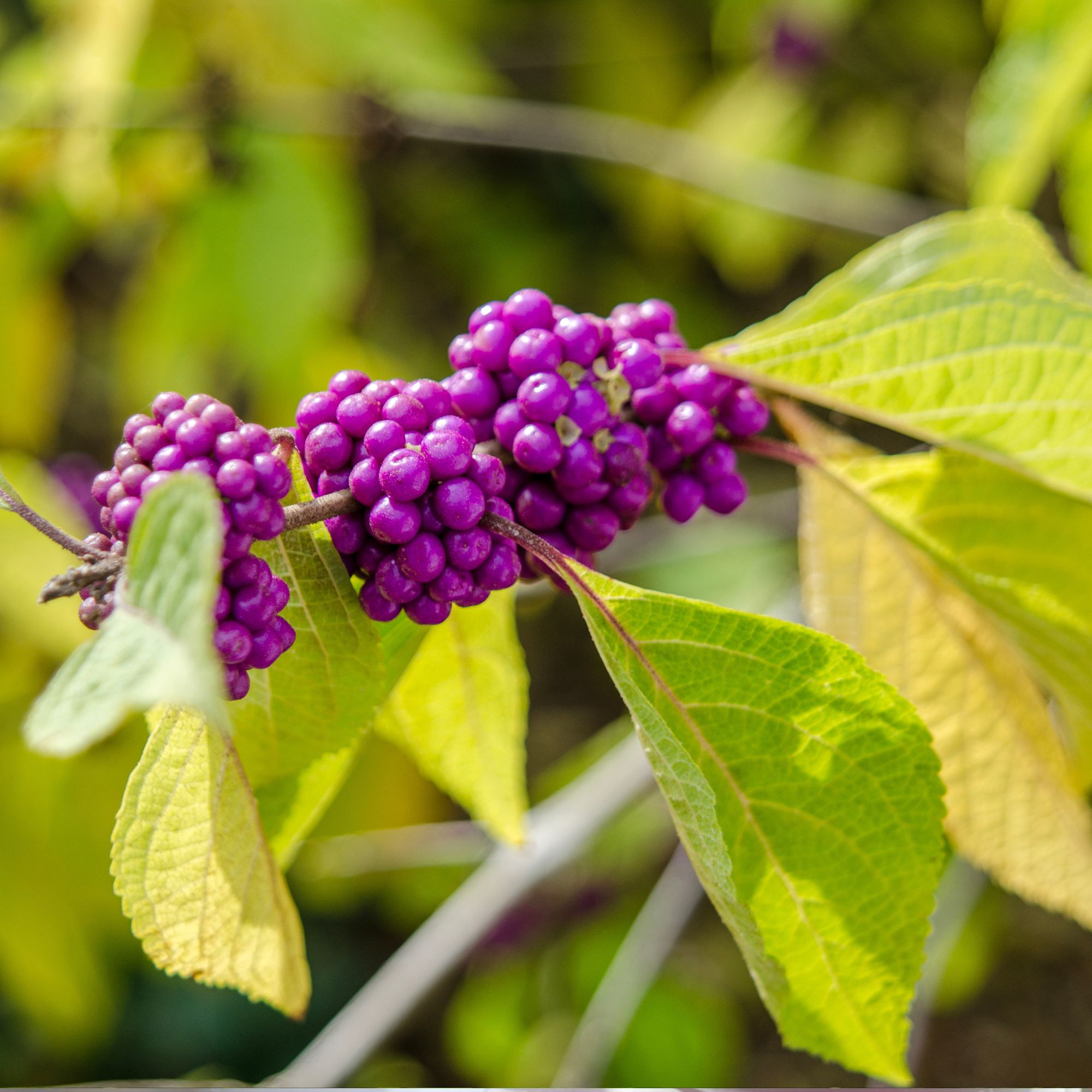 Close up of Beautyberry, Callicarpa, with purple berries that appear in the Fall.